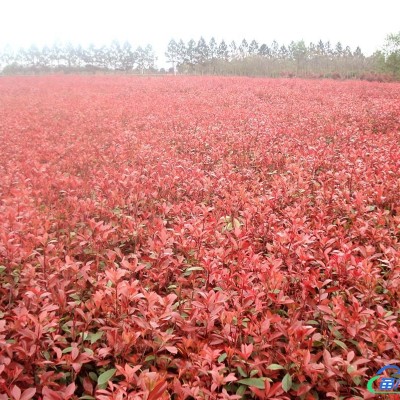 大量低價供應(yīng)4-8cm枇杷