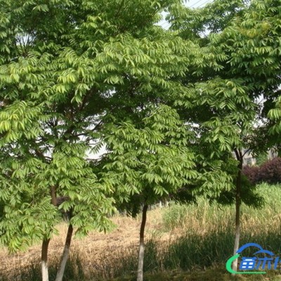 大量供應(yīng)中山杉，落羽杉，池杉，水杉，女貞，香樟，等大小喬木，