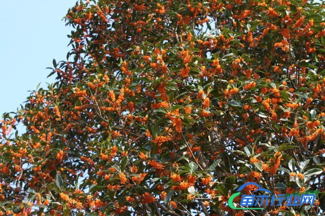 桂花福建浦城丹桂四季桂八月桂紅豆杉羅漢松苗木等