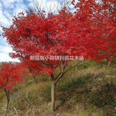 15公分紅豆杉占地苗 大量處理