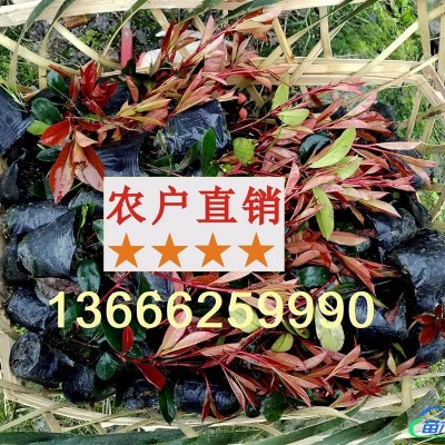 供應(yīng)50高紅豆杉袋苗杯苗四川成都溫江基地批發(fā)價(jià)格