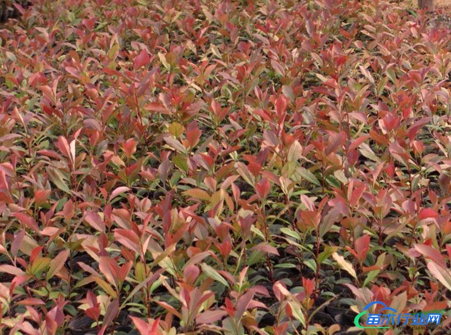 報(bào)價(jià)供應(yīng)：紅花繼木、杜鵑、金葉女貞、金邊黃楊