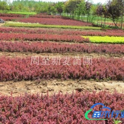 陜西金葉女貞種植銷售，綠化工程苗木銷售，質(zhì)優(yōu)價廉