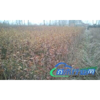 金葉女貞小苗（黃）紅葉小檗小苗（紅）*新價格/金葉女貞小苗（黃）紅葉小檗小苗（紅）報(bào)價