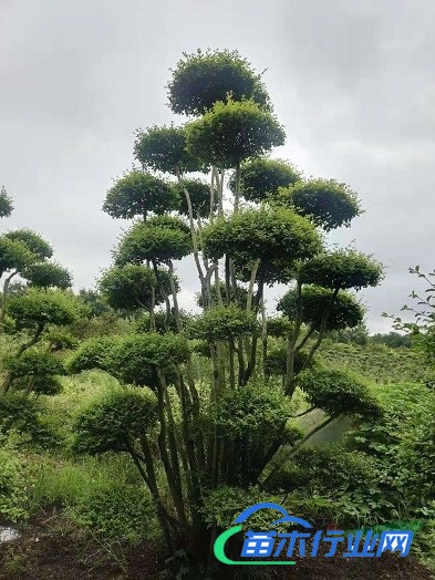 四季常青造型樹大葉女貞造型樹