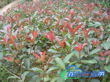 紅葉石楠  金森女貞  金邊大花六道木