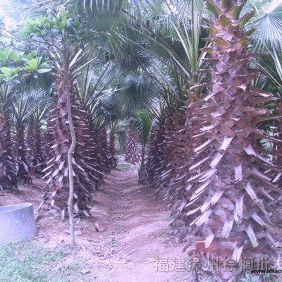 菩提榕 鳳凰木，香樟，杜松，小葉榕，盆架子，菩提樹