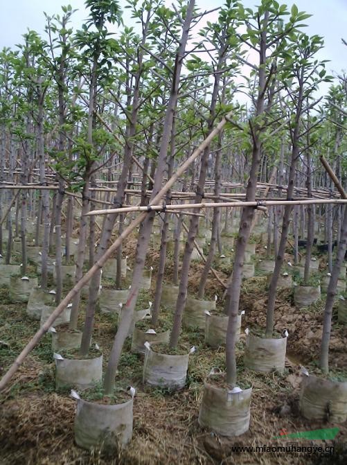 普寧盆架子基地/福建盆架子批發(fā)/廣東盆架子供應商/廣東花木場