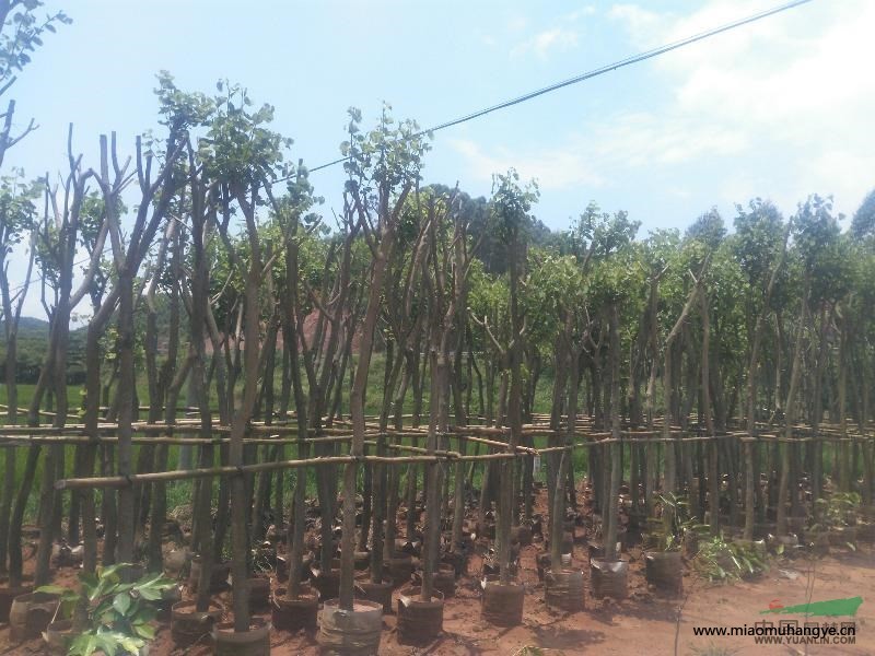 廣西南寧市大量供應(yīng)香樟，宮粉紫荊，秋楓，黃花風(fēng)鈴等綠化苗木