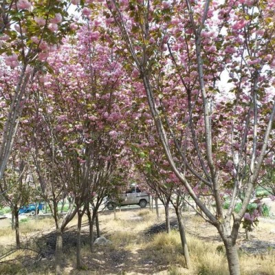 紅葉石楠批發(fā)/山東紅葉石楠批發(fā)/特價批發(fā)山東紅葉石楠