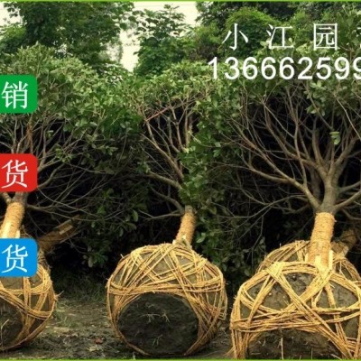 四川蒲葵批發(fā)價(jià)格 成都蒲葵小苗批發(fā)市場(chǎng)  溫江蒲葵杯苗價(jià)格