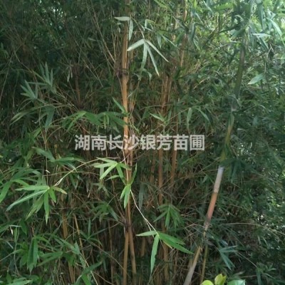 紅葉石楠球，  紅葉石楠球80-100-120-150公分