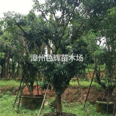 香樟價(jià)格 福建香樟基地自產(chǎn)自銷 移植苗 行道樹(shù)