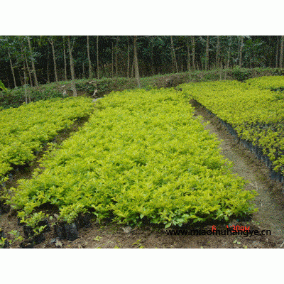 大量假植、袋苗天竺桂(陰香)