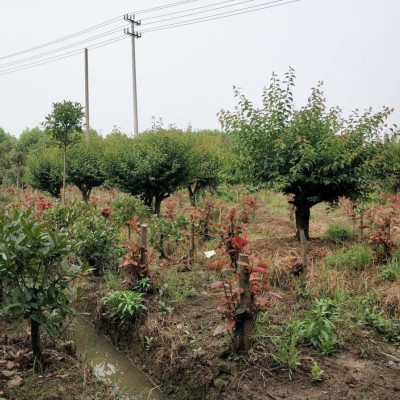 紹興紅葉石楠、茶梅、龜甲冬青、金邊黃楊