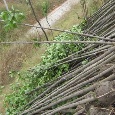 福建香樟苗介紹