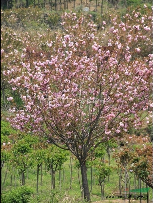 雪松價(jià)格哪家報(bào)價(jià)優(yōu)惠