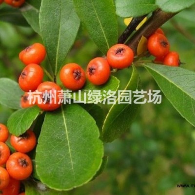 浙江省杭州市蕭山區(qū)供應(yīng)紅葉石楠杯苗