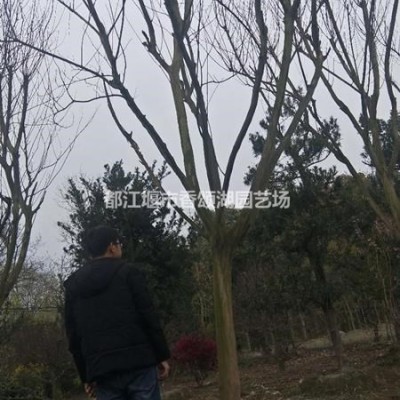 成都香樟價格照片香樟處理基地供應