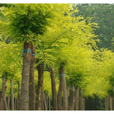 山東濟(jì)寧低價(jià)出碧桃，千頭椿，紫薇，榆葉梅，雪松，龍爪槐，黃櫨