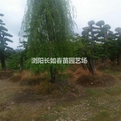 石楠，造型石楠，石楠樹球，欏木石楠，各種規(guī)格石楠