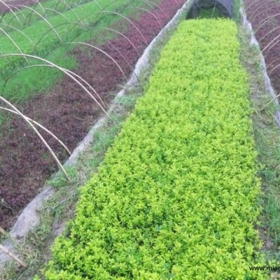 河南雪松信息