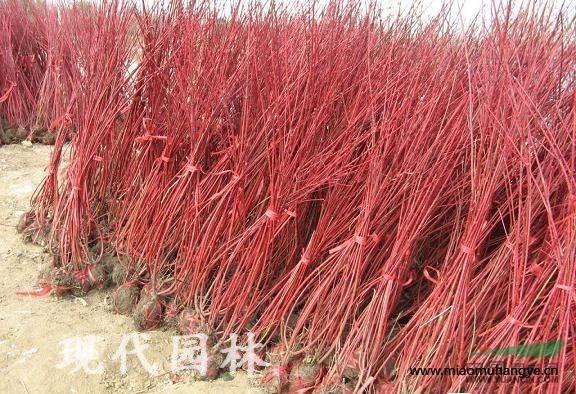 供應(yīng)銀杏 雪松 香樟樹(shù) 速生柳 青桐 千頭椿 泡桐