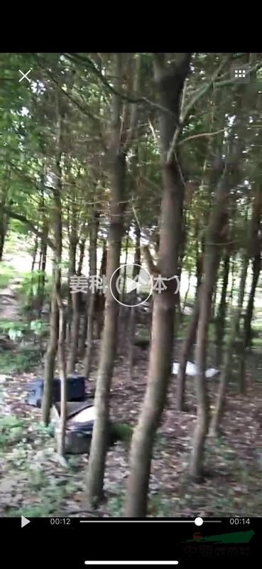 江西省地區(qū)10-20公分左右的香樟