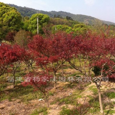 紅葉石楠長期大量供應 紅葉石楠苗圃基地直供 價格優(yōu)惠