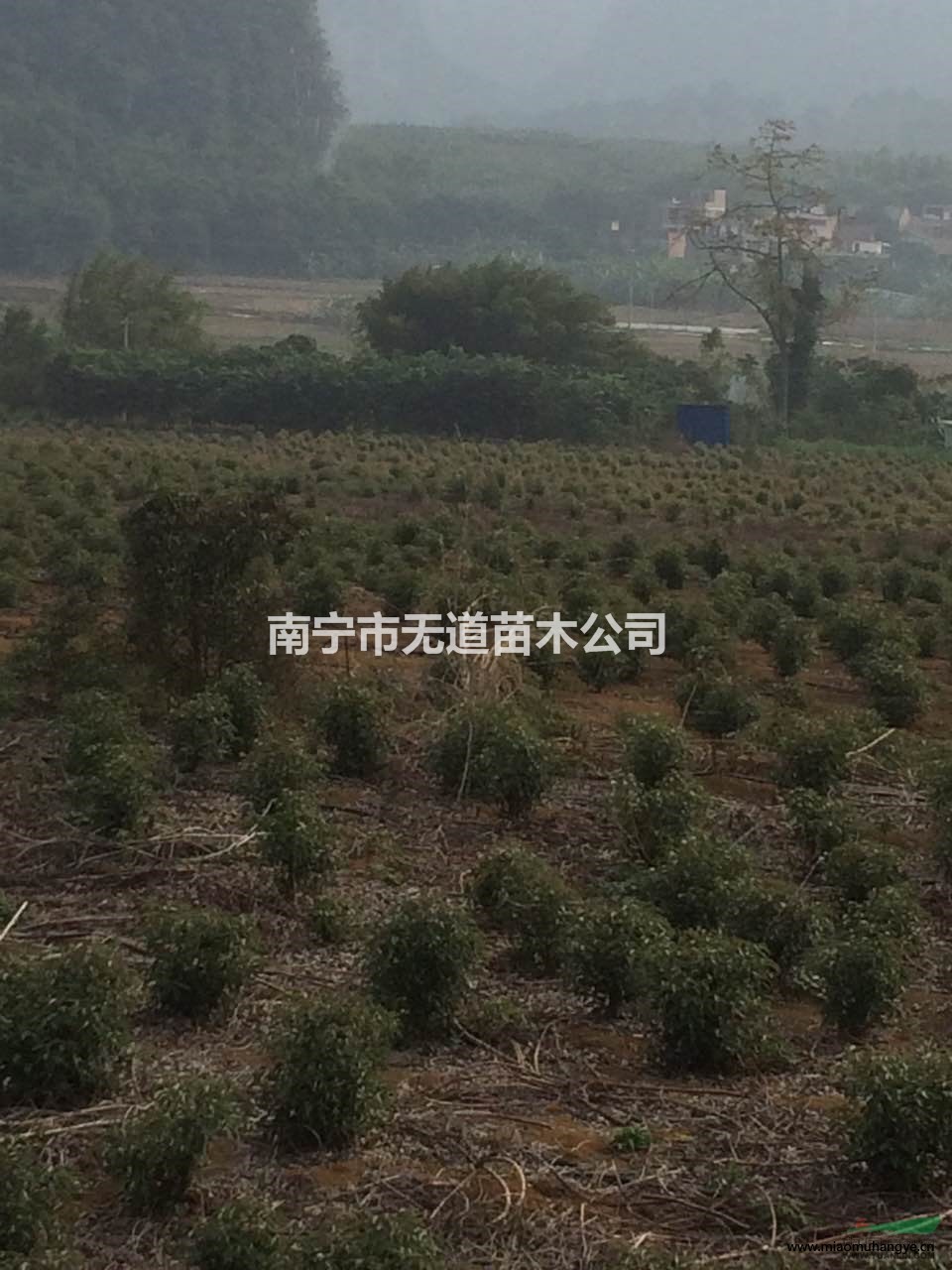 發(fā)家致富好項目，就是種植香樟樹，出售純正香樟樹苗