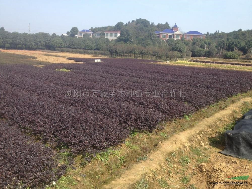 紅葉石楠小苗*新價格/紅葉石楠小苗報價