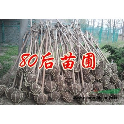 2015年*新紅葉石楠價(jià)格走勢(shì)分析