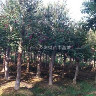 紅葉石楠 江西紅葉石楠價(jià)格 紅葉石楠基地直供