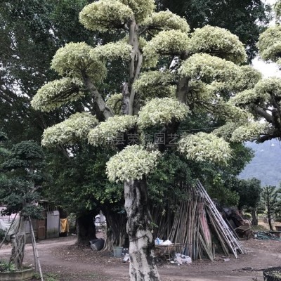 福建造型小葉榕細(xì)葉榕泰國(guó)榕，有托位云片造型