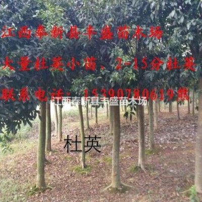 今年5公分楊梅價(jià)格6公分楊梅多少錢(qián)一棵8公分楊梅樹(shù)基地報(bào)價(jià)表