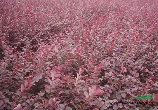 湖南大量供應；茶花；桂花；香樟；羅漢松；紫薇；紅花繼木；杜鵑