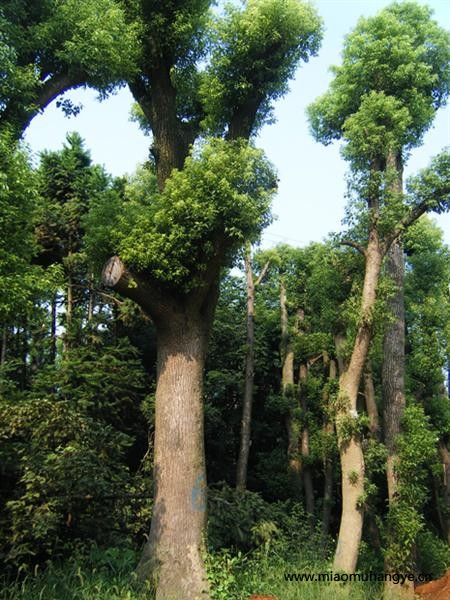 湖南香樟，香泡