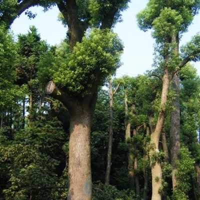 湖南香樟，香泡