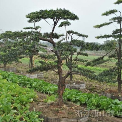 紅葉石楠