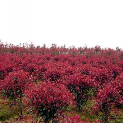 楊梅樹、楠木、香樟、紅花繼木球、桂花