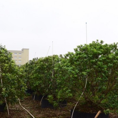 假植楊梅實(shí)景（廣東中山華南苗木交易中心B33.B36）