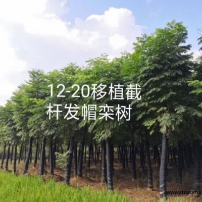 湖南香樟欒樹桂花廣玉蘭樸樹碰柑橘子樹香泡香櫞落羽杉水杉池杉