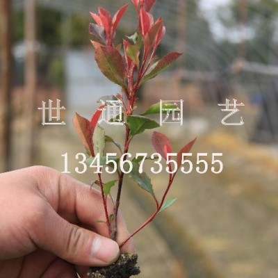 小葉紅葉石楠