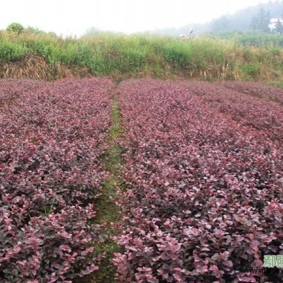 紅葉石楠小毛球