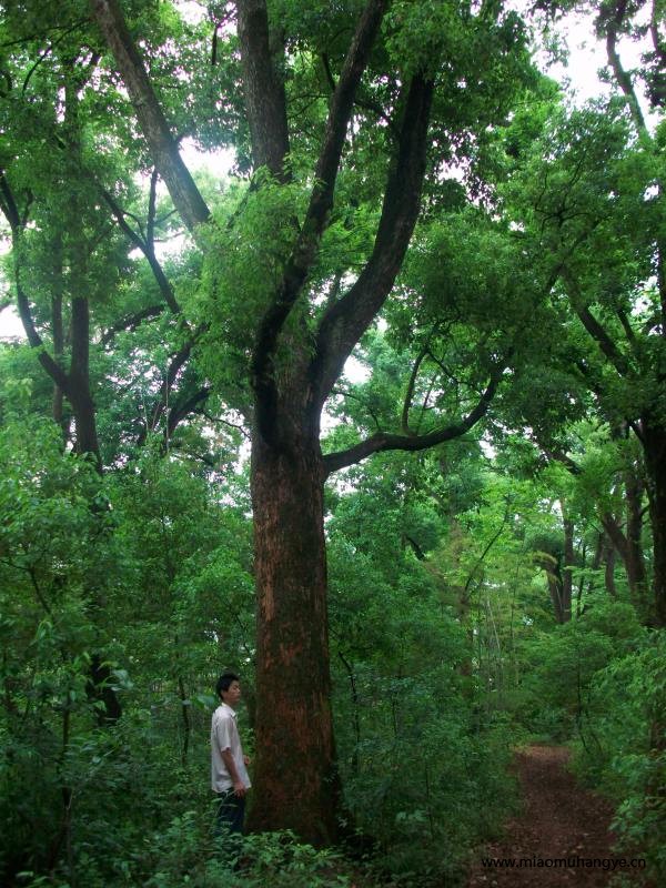 30-80野生香樟