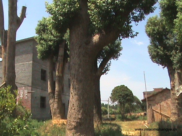 40CM-130CM移植香樟