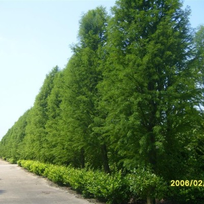 四照花、紅果四照花、江蘇四照花基地、四照花介紹