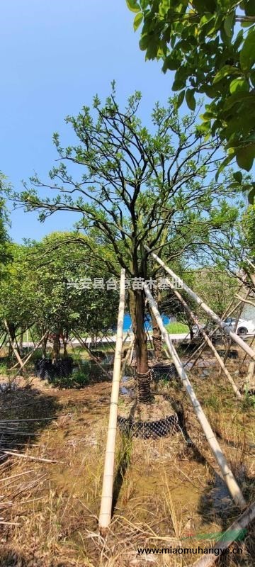 廣西桂林合意苗木基地供應(yīng)楊梅樹，楊梅樹袋苗，假植苗