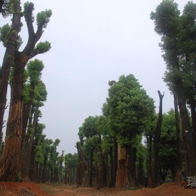 香樟，欒樹，香泡，桂花，廣玉蘭，樸樹，紅果冬青