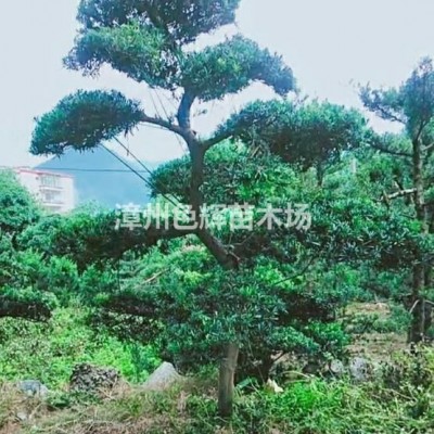 小葉榕 造型細(xì)葉榕樁景 福建小葉榕 基地直供